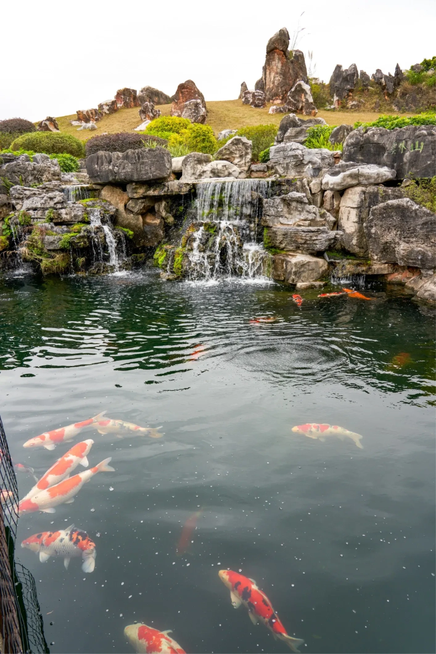 Koi Pond Builds, Design and Cleaning — after